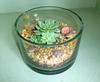 Grande Flowers' Succulent Cylinder