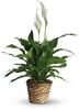 Small Peace Lily