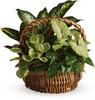 Emerald Garden Basket