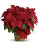 6" Red Poinsettia