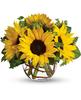 Teleflora's Sunny Sunflowers