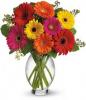 Teleflora's Gerbera Brights