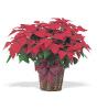 8" Red Poinsettia