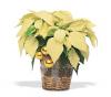 6" White Poinsettia