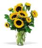 Shining Sunflowers