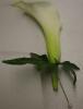 White Calla Lily and Ivy Boutonniere