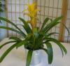 Exotic Bromeliad Plant