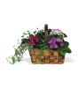 Mixed African Violet Basket