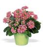 Pink Kalanchoe