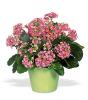 Pink Kalanchoe