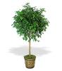 Ficus Tree