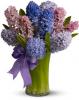Fragrant Hyacinth