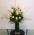 Grande Flowers' Winter Roses