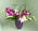 Grande Flowers' Orchid Explosion