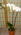 Phalaenopsis Orchid Plant - Double
