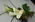 Grande Flowers' Tropical Calla Lily Bouquet
