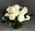 A Dozen White Roses