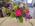 Grande Flowers' Color me Happy