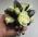 Black and White "Gumdrops" Wrist Corsage