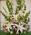 Grande Flowers' White Altar Arrangement