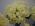 Grande Flowers' White Rose Bouquet With Bling