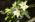 Grande Flowers' White Lily Arm Bouquet