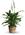 Small Peace Lily