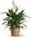 Medium Peace Lily