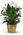 Large Peace Lily