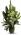 Limelight Bouquet