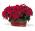 Double Poinsettia Basket