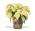 6" White Poinsettia