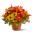 Sugar Maple
