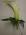 White Calla Lily and Ivy Boutonniere