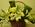 Grande Flowers' Supreme White Basket