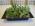 Large Succulent Garden