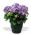 Blue Hydrangea