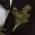 Seeded Eucalpytus Boutonniere
