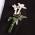 Stephanotis Boutonniere