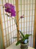 Single Bloom Philonopsis Orchid Plant